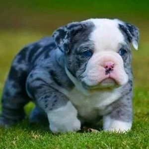 Meet your Posher, Lennie